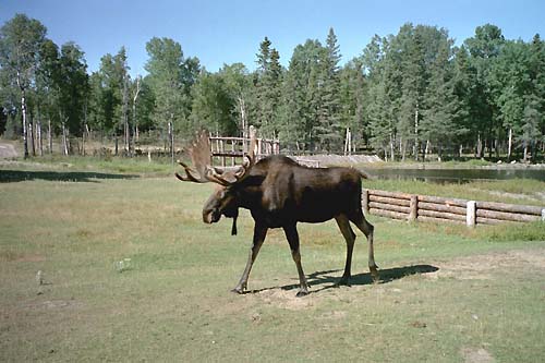 Orignal de Gaspésie dans le parc zoologique de St-Félicien