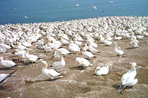 Les Fous de Bassant sur l'ile Bonaventure à Percé