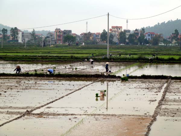 Les rizières dans le nord près de Haï Phong  . . .