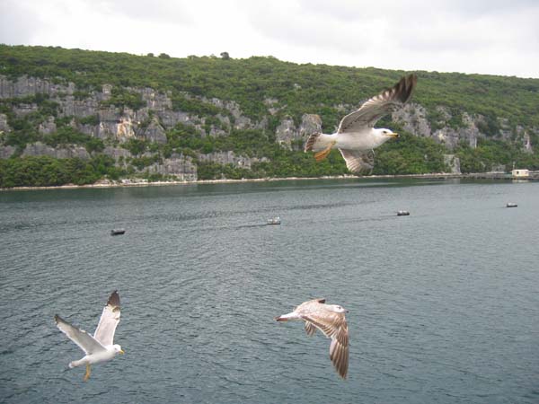 Elevage de poissons dans Limski Fjorde  . . . 