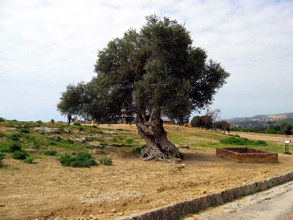 Oliviers sur les collines des temples grecs d' Agrigento  . . .